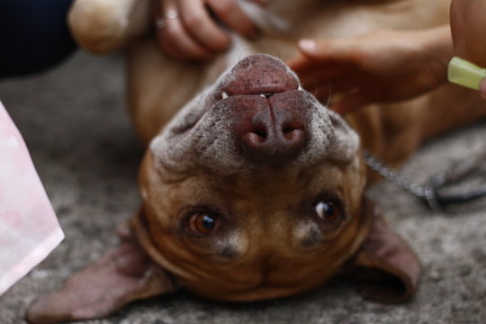 Lovely pitbull dog having cuddles