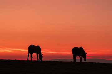 Obraz na płótnie Canvas Wild Horses Silhouetted in Desert Sunrise
