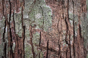 Closeup of a brown tree bark – can be used as a background