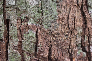 Closeup of a brown tree bark – can be used as a background