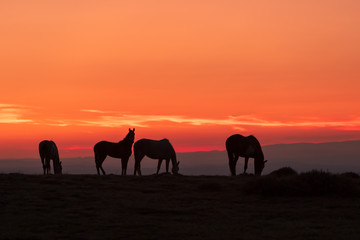 Wild Horses Silhouetted in Desert Sunrise