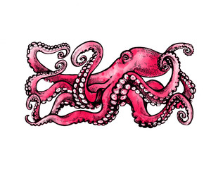 Pink Octopus. Watercolor illustration on white background. Tattoo sketch