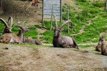 impulsante aries look into the camera