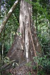Jungle hiking trail with a big brown tree to dragon crest in Khao Ngon Nak in Krabi, Thailand, Asia