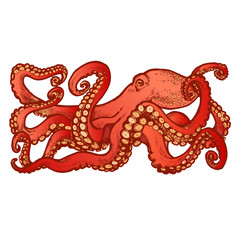 Red Octopus with tentacles. Hand drawn stock vector illustration