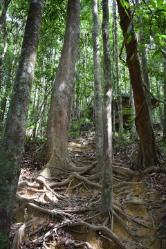 Jungle hiking trail with many big brown tree roots to dragon crest in Khao Ngon Nak in Krabi, Thailand, Asia © places-4-you
