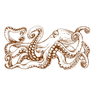 Octopus with tentacles. Hand drawn line art, stock vector illustration, engraving sketch for tattoo, coloring book page