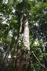 Fototapeta premium Jungle landscape with many trees in Krabi at the jungle hiking trail to dragon crest in Khao Ngon Nak in Thailand on a sunny summer day – photographed from below