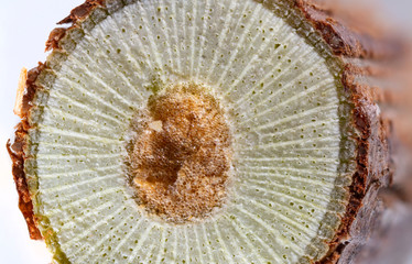 .a cut with a branch of the vine under a microscope