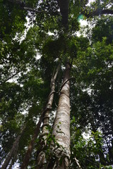 Fototapeta premium Jungle landscape with many trees in Krabi at the jungle hiking trail to dragon crest in Khao Ngon Nak in Thailand on a sunny summer day – photographed from below