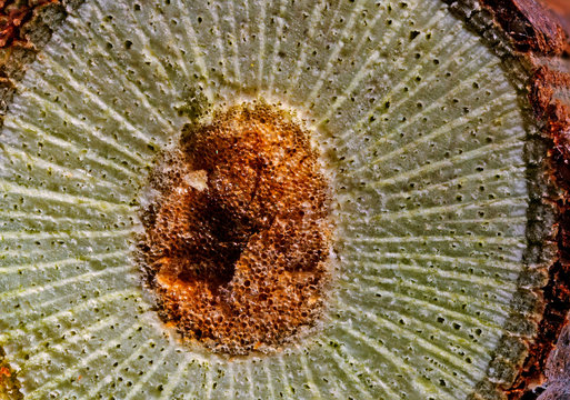 ..a cut with a branch of the vine under a microscope