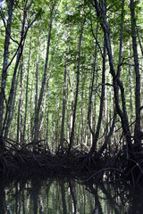 Kayak trip into the mangrove forest in Ao Thalaine in Krabi in Thailand, Asia