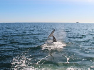 Fototapeta premium Orca (or Killer whale) dives under the water near Kamchatka Peninsula, Russia