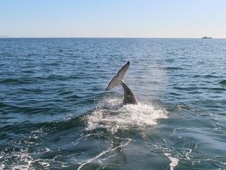Obraz premium Orca (or Killer whale) dives under the water near Kamchatka Peninsula, Russia