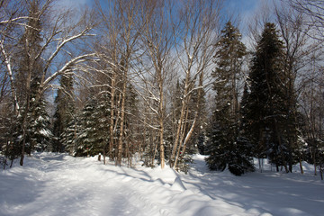 Le soleil sur la neige