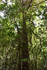 Obraz premium Jungle landscape with many trees in Krabi at the jungle hiking trail to dragon crest in Khao Ngon Nak in Thailand on a sunny summer day – photographed from below