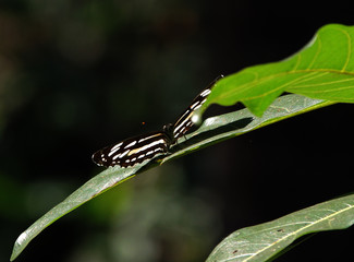 butterfly on leaf