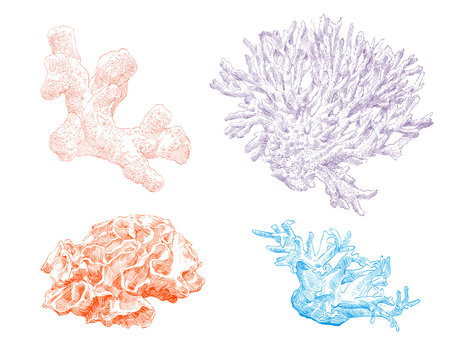 Corals hand drawn set. Vector illustration.