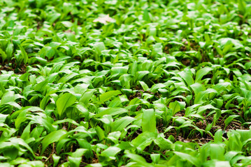 Fototapeta premium wild garlic field before blooming at march