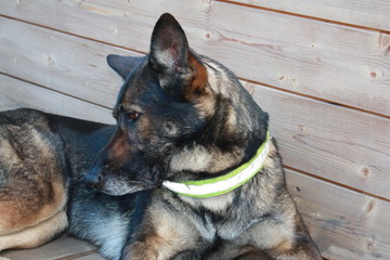 reflektorhalsband, hund