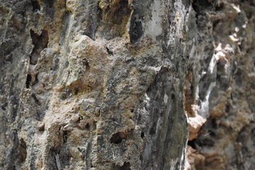 Closeup of a brown tree bark – can be used as a background