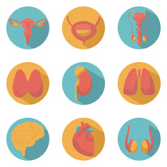 Fototapeta na wymiar Modern flat icons vector set with long shadow effect in stylish colors of human organs