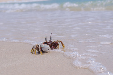 Crab on the beach,Summer sea.