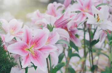 Pink lilly in the garden and tone color