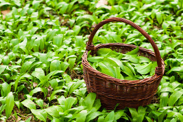 Fototapeta na wymiar wild garlic harvesting basket on ramson field