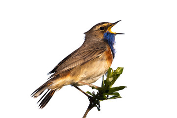 Blaukehlchen als Freisteller vor weissen Hintergrund