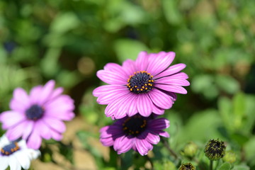 Obraz premium 다양한 꽃 식물 정물 근접 사진 풍경 이미지