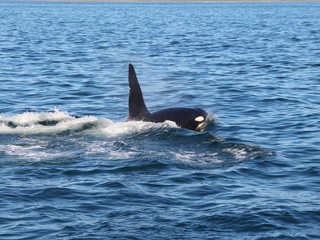 Obraz premium View of killer whale above water near Kamchatka Peninsula, Russia. The killer whale or orca (Orcinus orca) is a toothed whale belonging to the oceanic dolphin family, of which it is the largest member