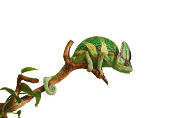 Fotobehang chameleon isolated on white background sitting on a wood © Sindy