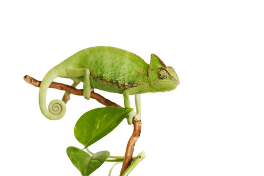 green chameleon isolated on white background
