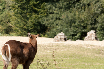 Lonely doe in the field