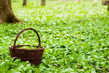 wild garlic harvesting basket on ramson field