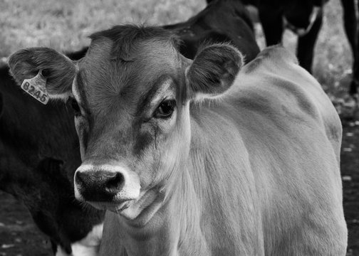 A portrait of a young cow.