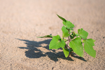 Defocus abstract background sand. Sandy beach on tropical resort
