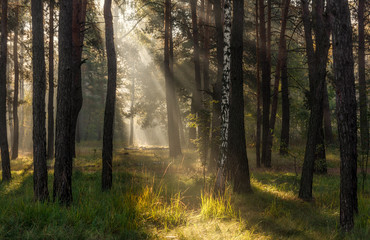 Fototapeta premium Morning. Sunlight. Sun rays. Forest.