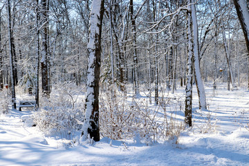 Beautiful winter morning after snowfall background. Scenic snowy landscape with forest covered by fresh snow during sunrise. Wisconsin nature background, Midwest USA.