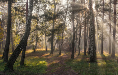 Morning. Sunlight. Sun rays. Forest.