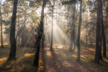 Obraz premium Morning. Sunlight. Sun rays. Forest.