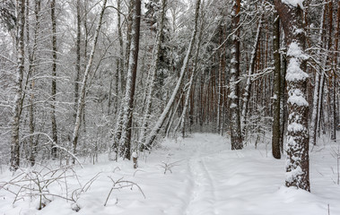 Forest. Winter. Snow. Snow covered trees. Coldly.