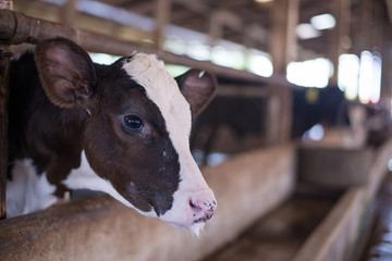 Calf in the farm.Calves in a barn eating hay and drinking milk.