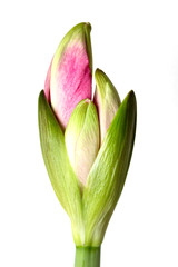 Beautiful buds of the bulbous plant Hippeastrum. Pink buds on a white background. Isolated hippeastrum inflorescence.