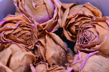 Dried pink roses