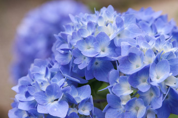 blue hydrangea