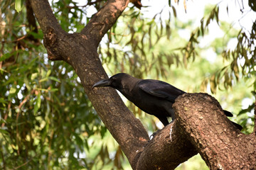 Crow in garden