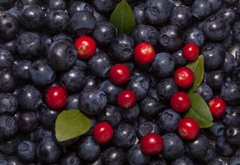 Bilberries and lingonberries with green leaves