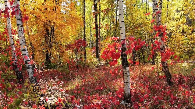 autumn forest with birch trees and wild red grapes